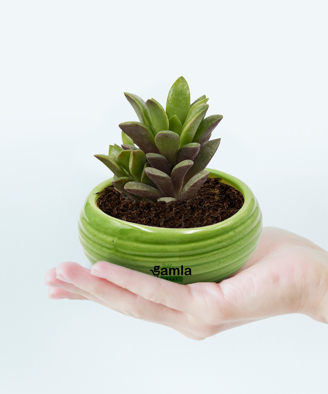Green Meadows Ceramic Handi Pot - Nature's Delight