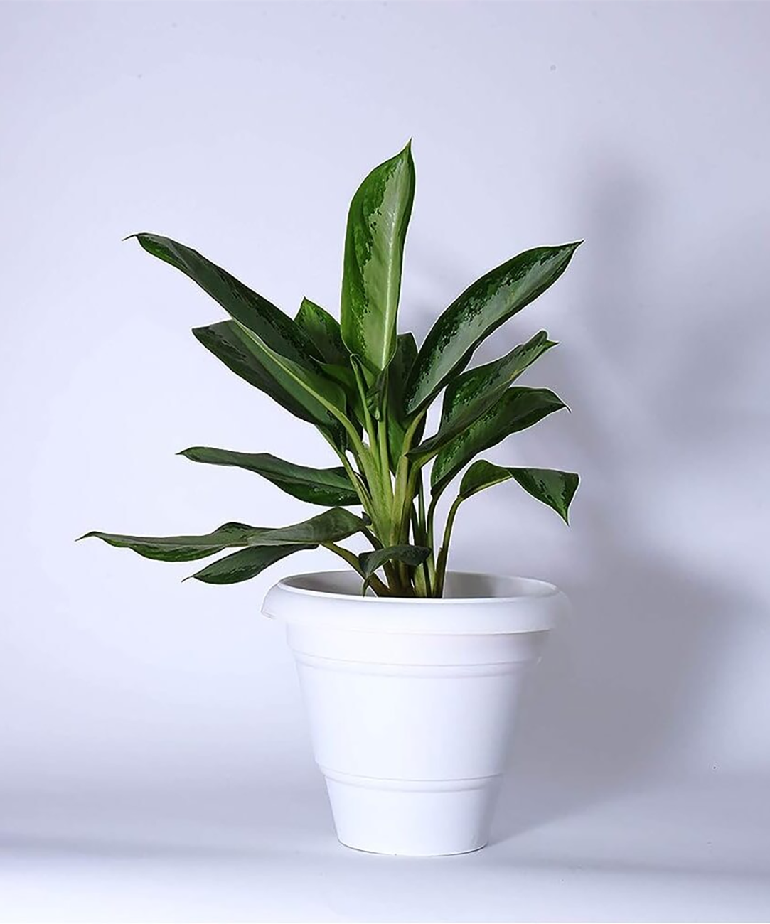 Deluxe Pot 10 Inches: Premium Elegance for Your Greenery