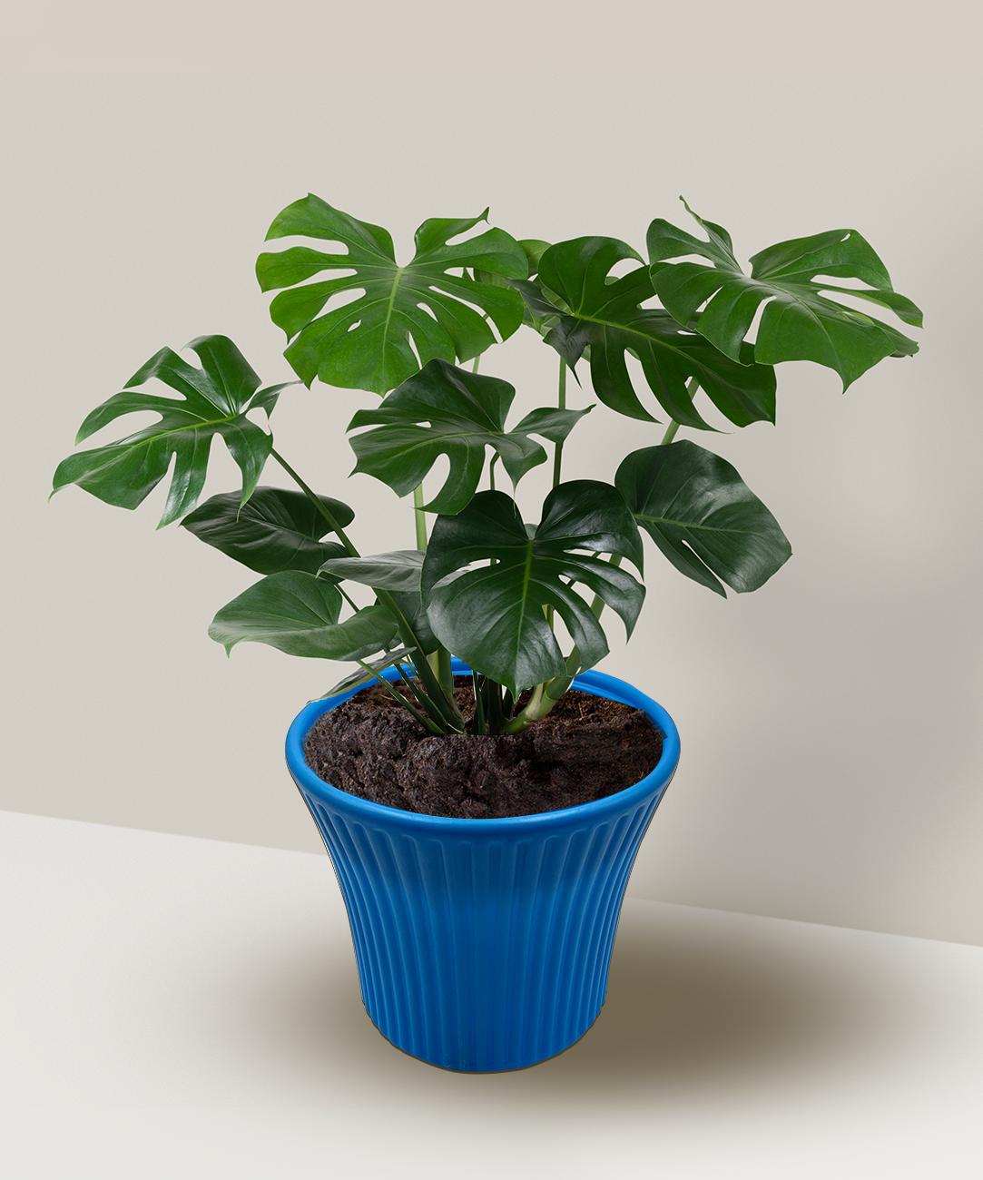 Sunshine 9.25 Inch Plant Pots - Blooming Brilliance